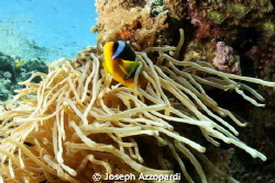 Colours by Joseph Azzopardi 